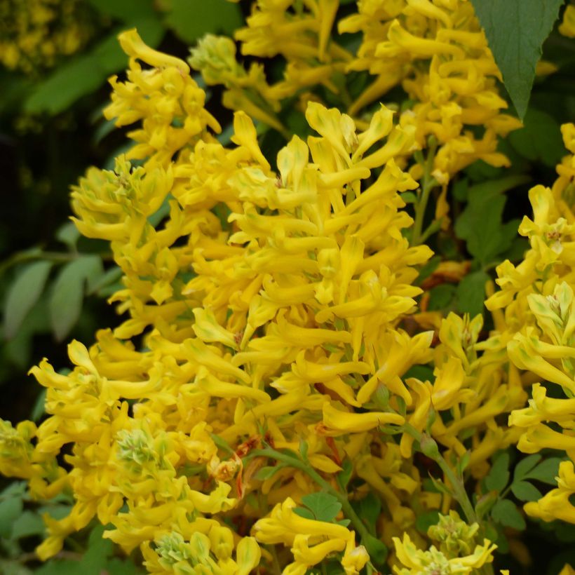 Corydalis Canary Feathers - Corydale hybride (Flowering)