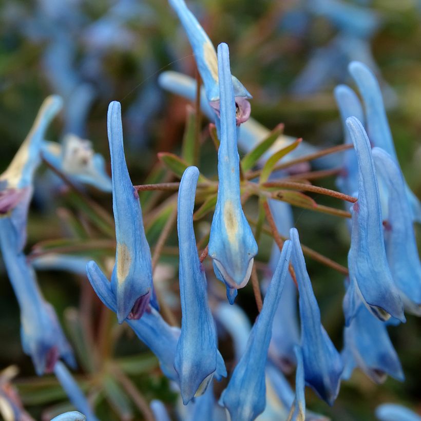 Corydalis flexuosa Porcelain Blue  (Flowering)