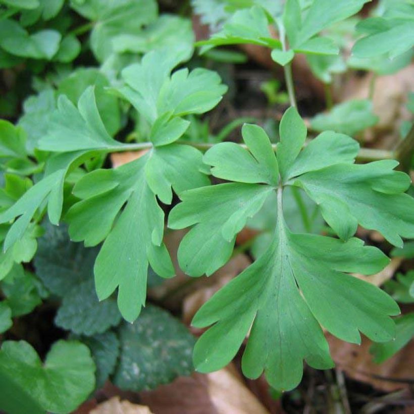 Corydalis solida Purple Bird - Corydale bulbeuse (Foliage)