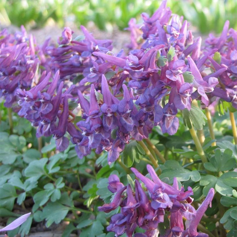 Corydalis solida Purple Bird - Corydale bulbeuse (Flowering)