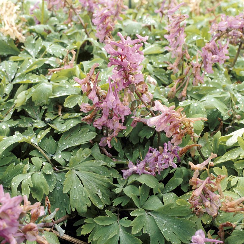 Corydalis bulbosa ou solida subsp. solida - Corydale (Foliage)