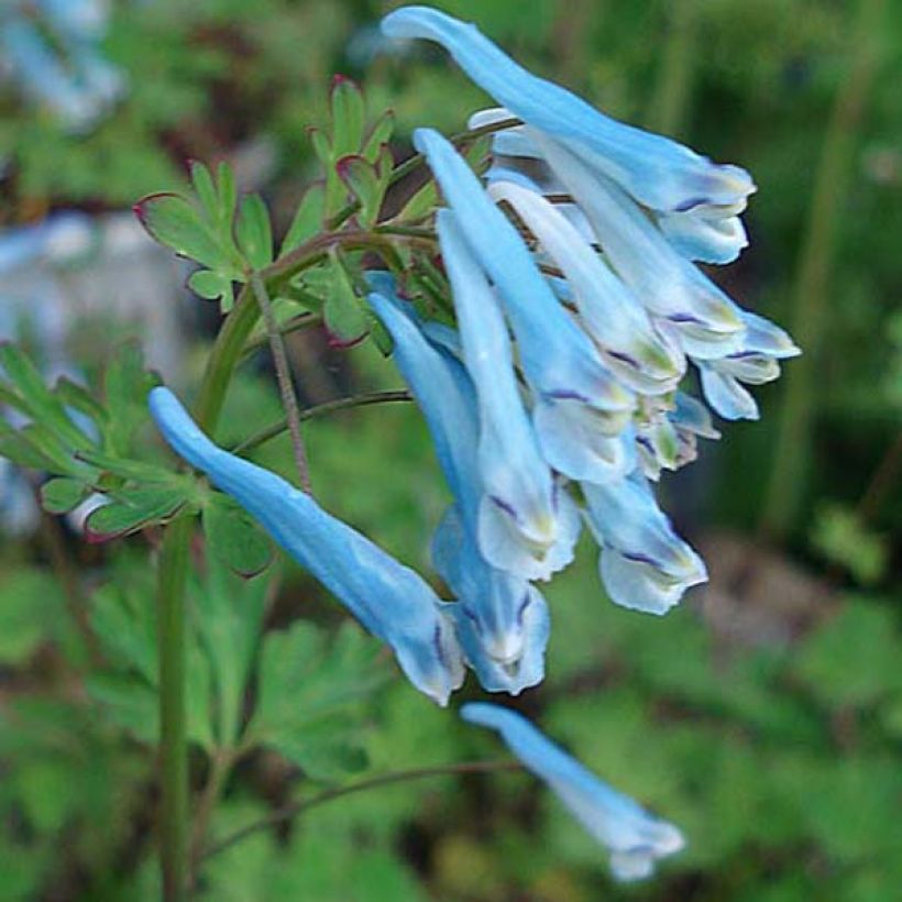 Corydalis flexuosa Blue Panda - Cordyale de Chine bleu (Flowering)