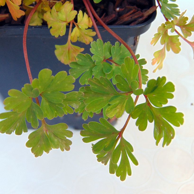 Corydalis flexuosa Blue Panda - Cordyale de Chine bleu (Foliage)