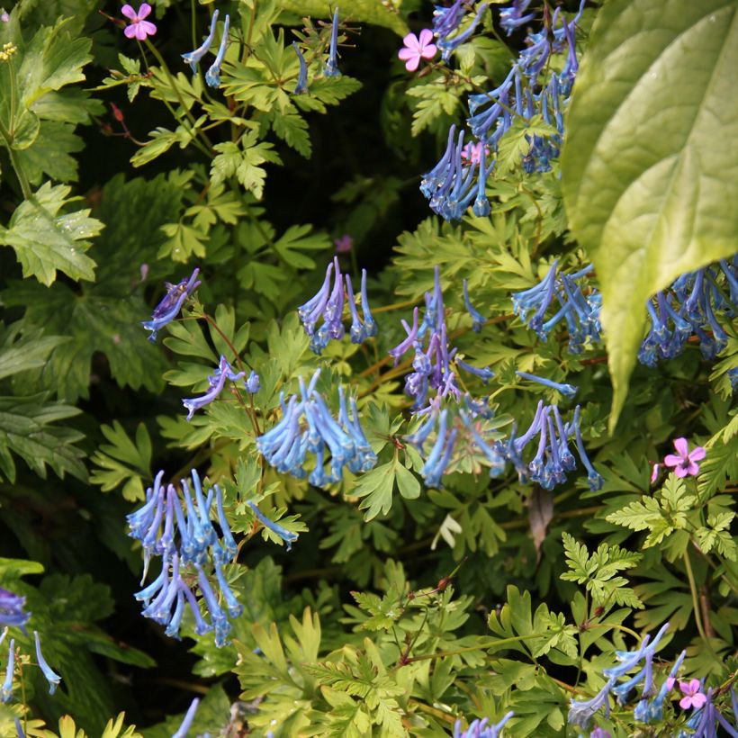 Corydalis elata Blue Summit - Corydale bleu (Plant habit)