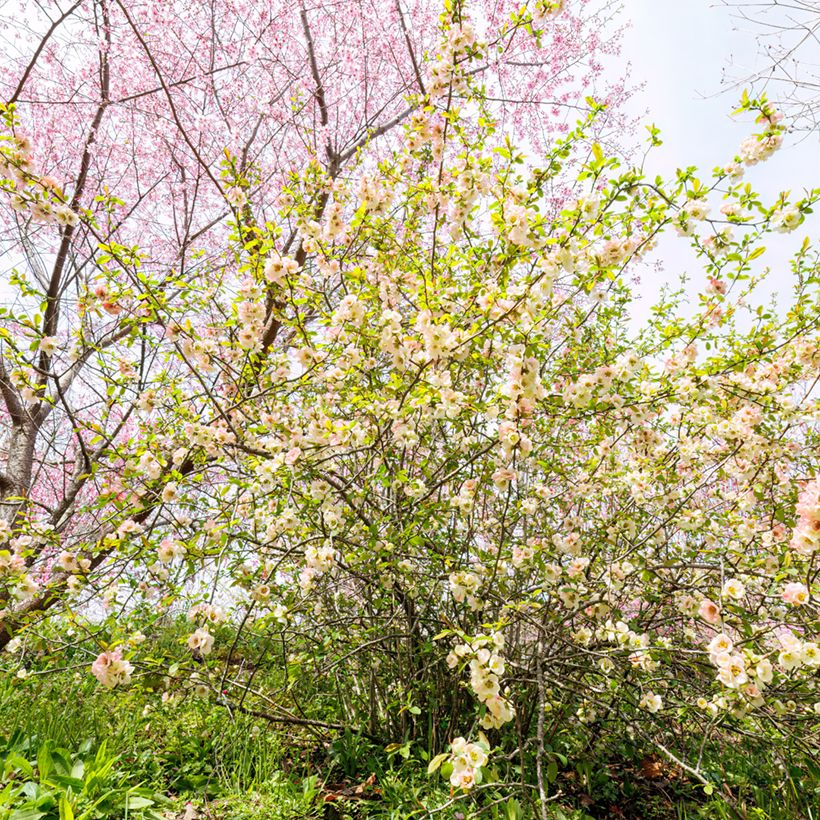 Corylopsis pauciflora - Faux noisetier (Plant habit)
