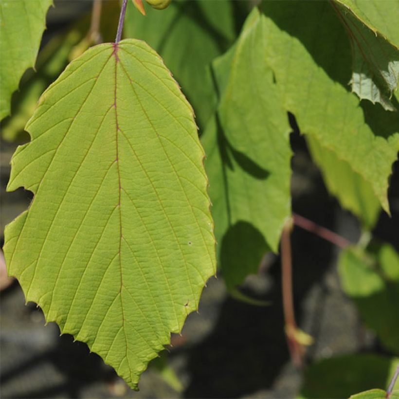 Corylopsis willmottiae Spring Purple - Faux noisetier (Foliage)