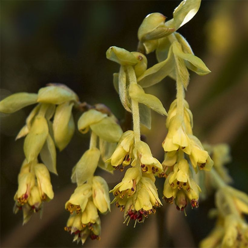 Corylopsis willmottiae Spring Purple - Faux noisetier (Flowering)