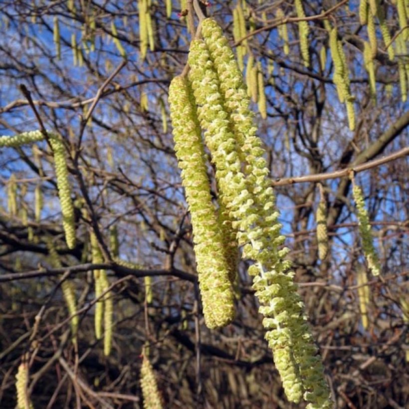 Noisetier commun - Corylus avellana en racines nues (Flowering)