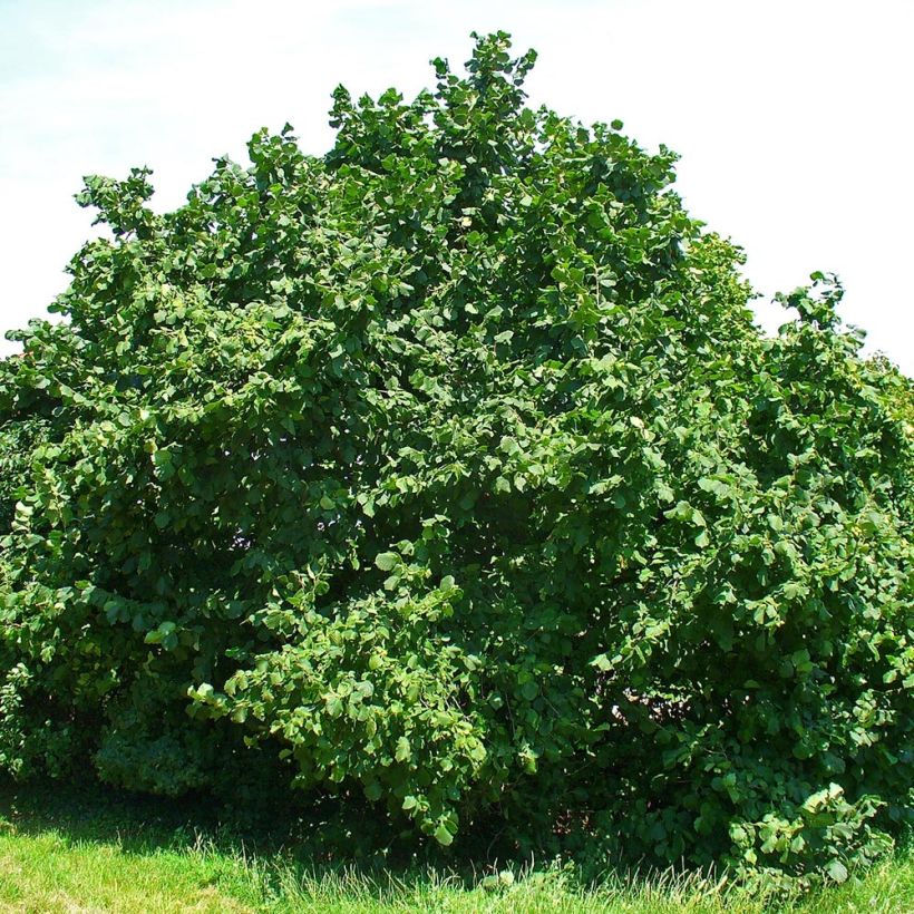 Noisetier commun - Corylus avellana en racines nues (Plant habit)