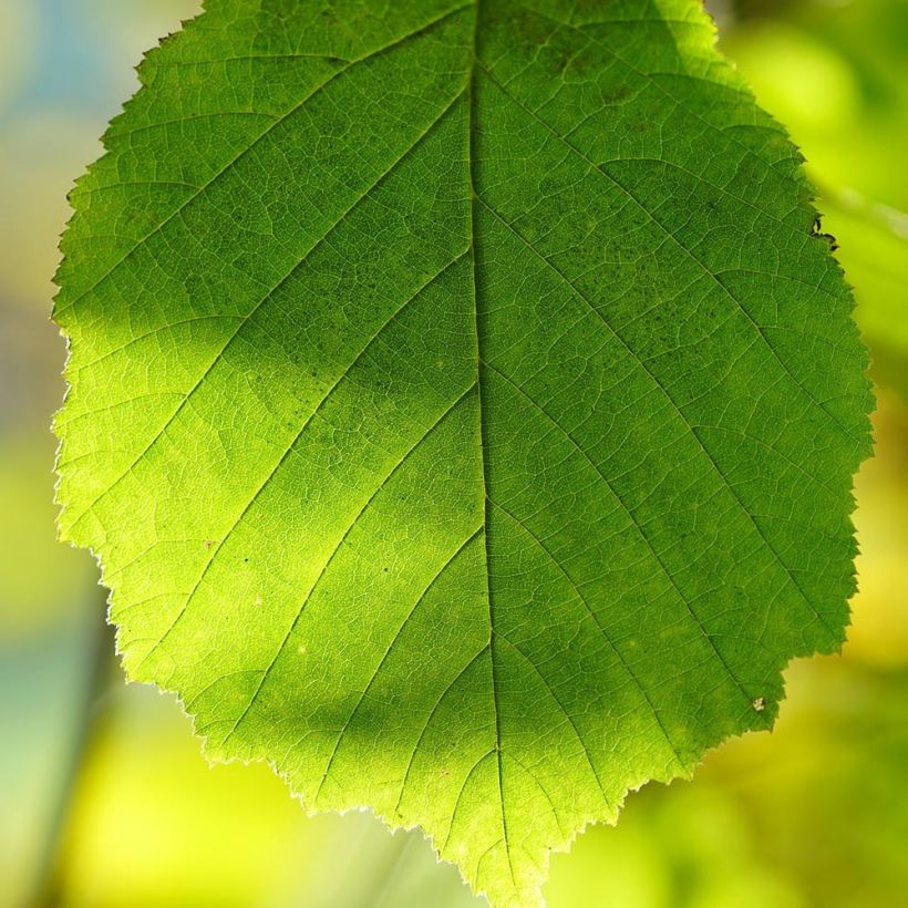 Corylus avellana Webbs Prize Cobb - Noisetier commun (Foliage)