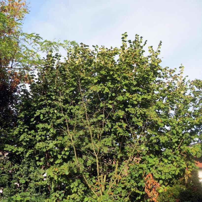 Corylus avellana Webbs Prize Cobb - Noisetier commun (Plant habit)