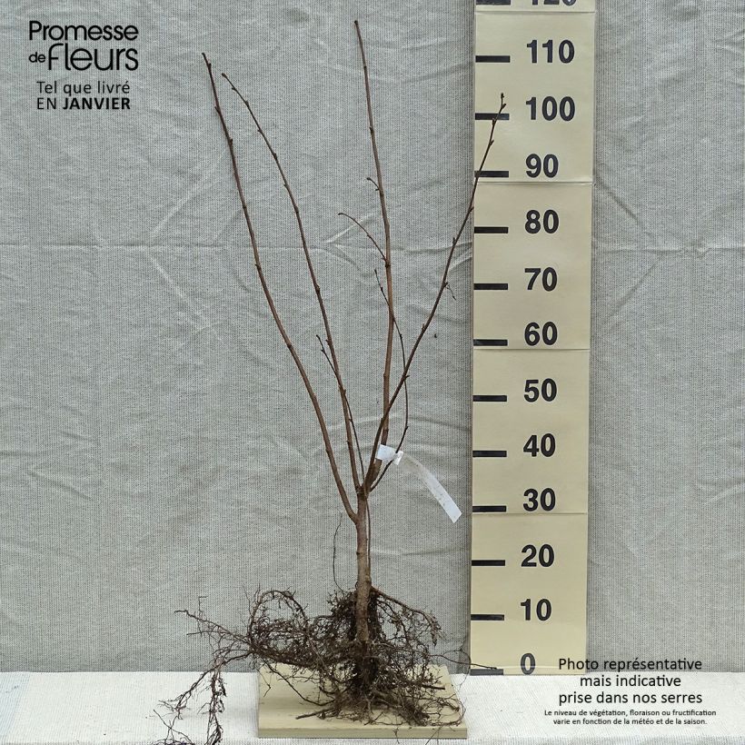 Example of Corylus avellana Webbs Prize Cobb - Noisetier commun Petites Racines nues as you get in hiver