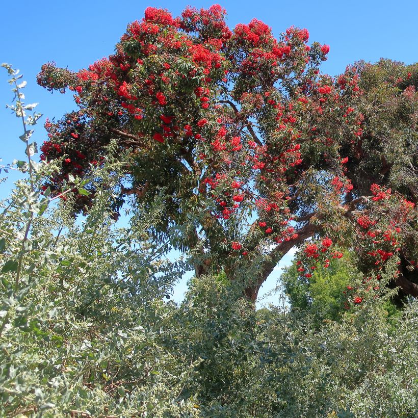 Corymbia ficifolia - Eucalyptus ou gommier rouge (Plant habit)