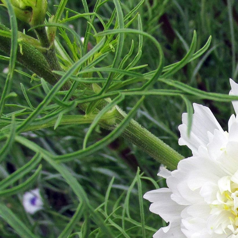 Graines de Cosmos Double Click Snow Puff - Cosmos bipinnatus (Foliage)