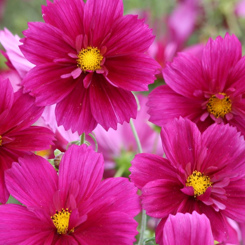 Graines de Cosmos Fandango - Cosmos bipinnatus (Flowering)