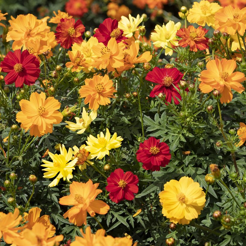 Graines de Cosmos Brightness Mixed - Cosmos sulphureus (Flowering)