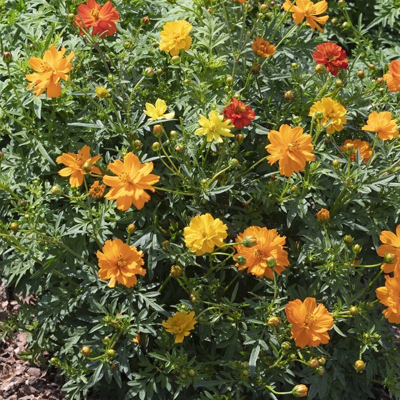 Graines de Cosmos Brightness Mixed - Cosmos sulphureus (Plant habit)