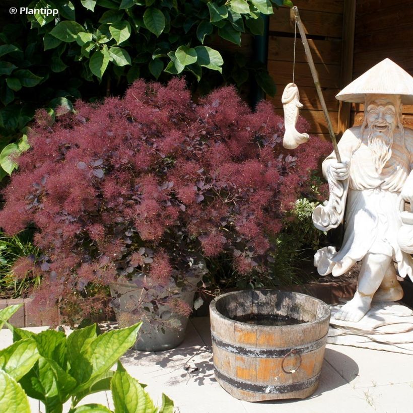 Cotinus coggygria Dusky Maiden - Arbre à Perruques (Plant habit)