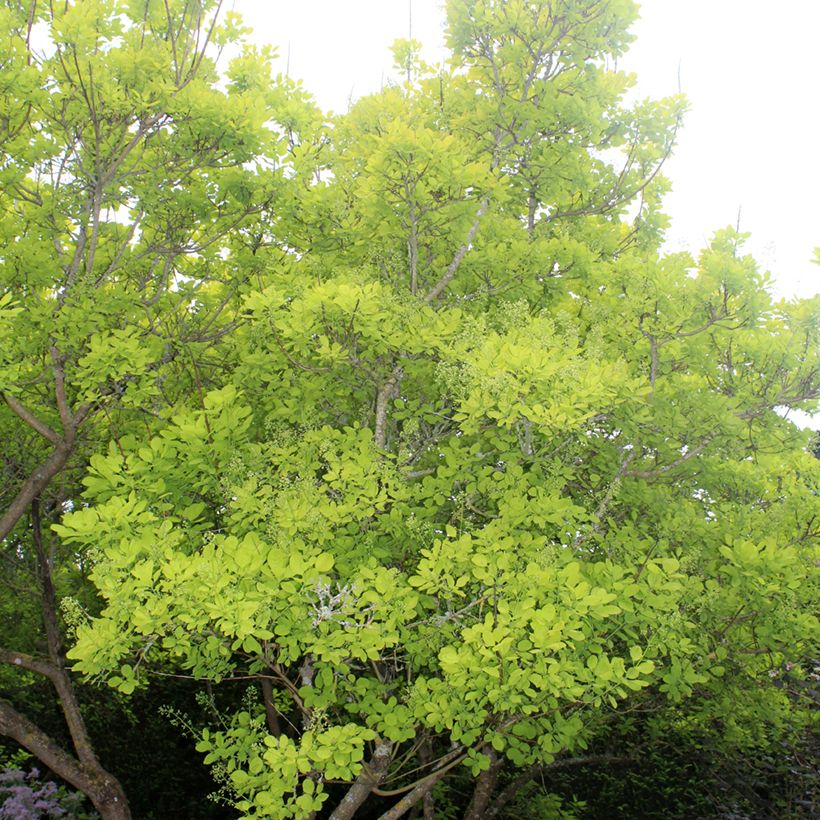 Cotinus coggygria Golden Spirit - Arbre à Perruques (Plant habit)