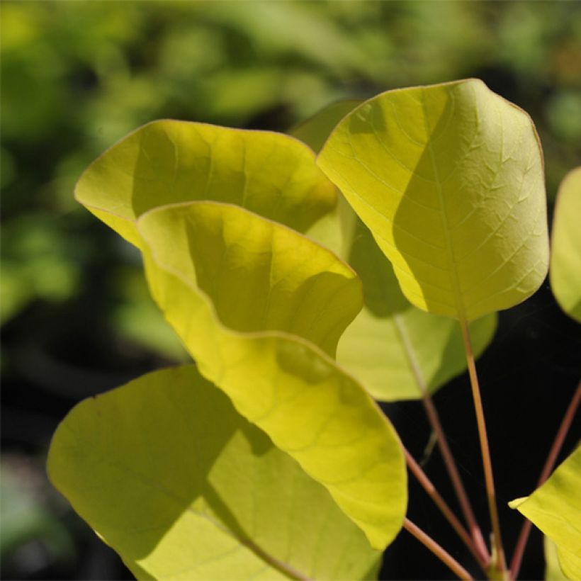 Cotinus coggygria Golden Spirit - Arbre à Perruques (Foliage)