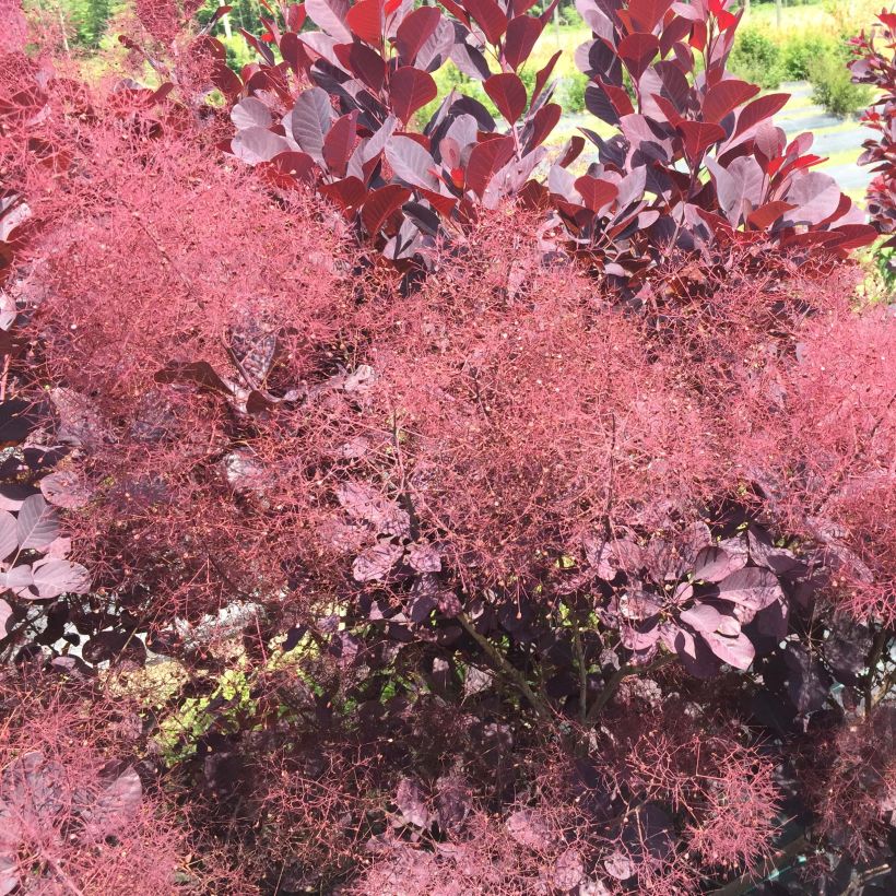 Cotinus coggygria Winecraft Black - Arbre à perruque (Flowering)