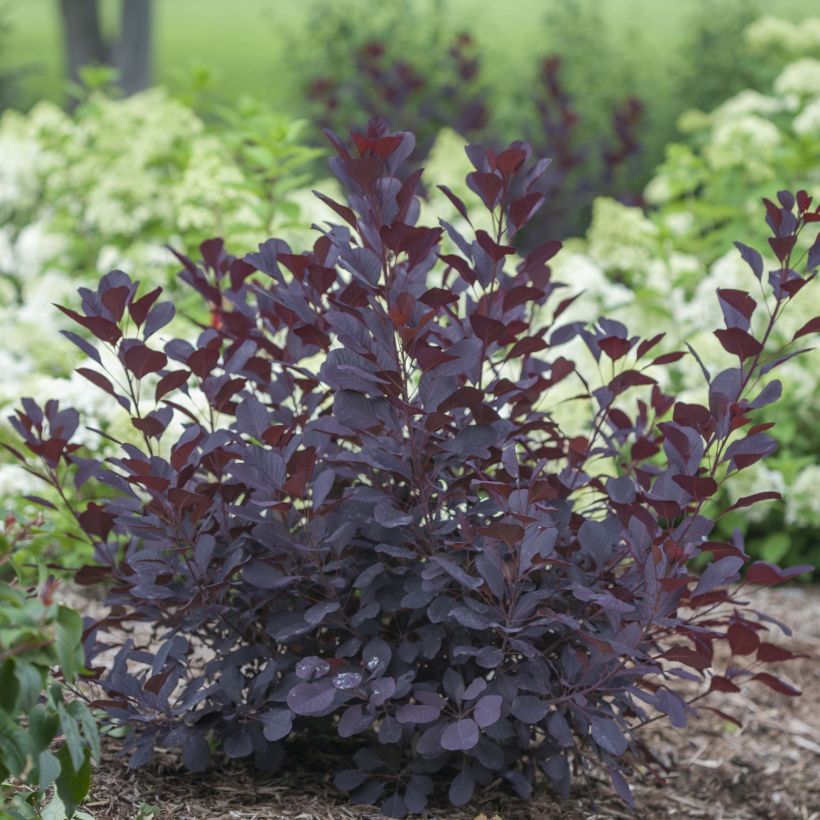 Cotinus coggygria Winecraft Black - Arbre à perruque (Plant habit)