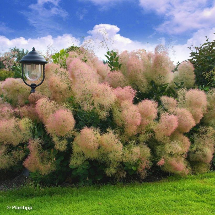 Cotinus coggygria Young Lady - Arbre à Perruque (Plant habit)