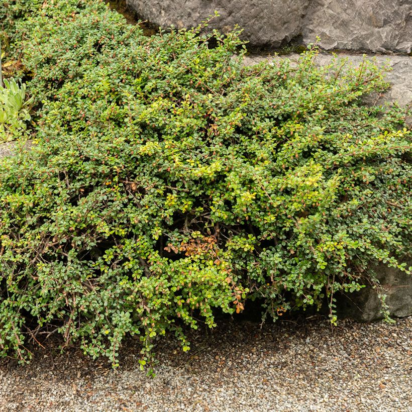 Cotoneaster adpressus - Cotonéaster rampant. (Plant habit)