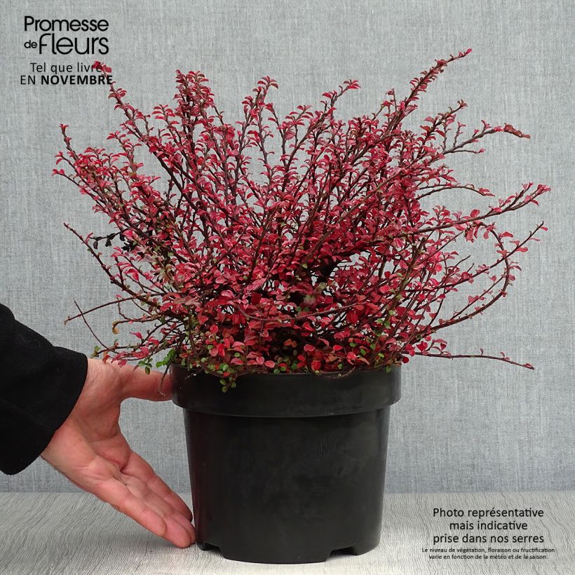 Example of Cotoneaster adpressus Little Gem Pot de 2L/3L as you get in automne