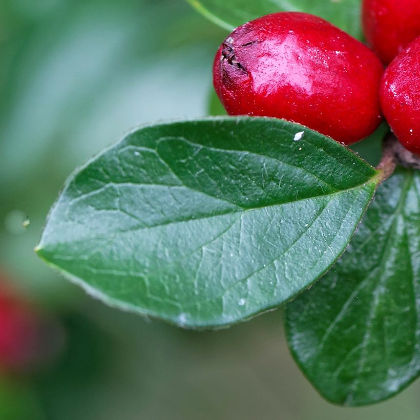 Cotoneaster divaricatus - Cotonéaster divariqué (Foliage)