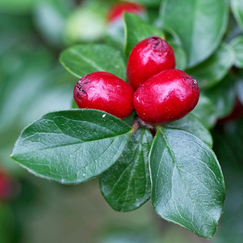 Cotoneaster divaricatus - Cotonéaster divariqué (Harvest)