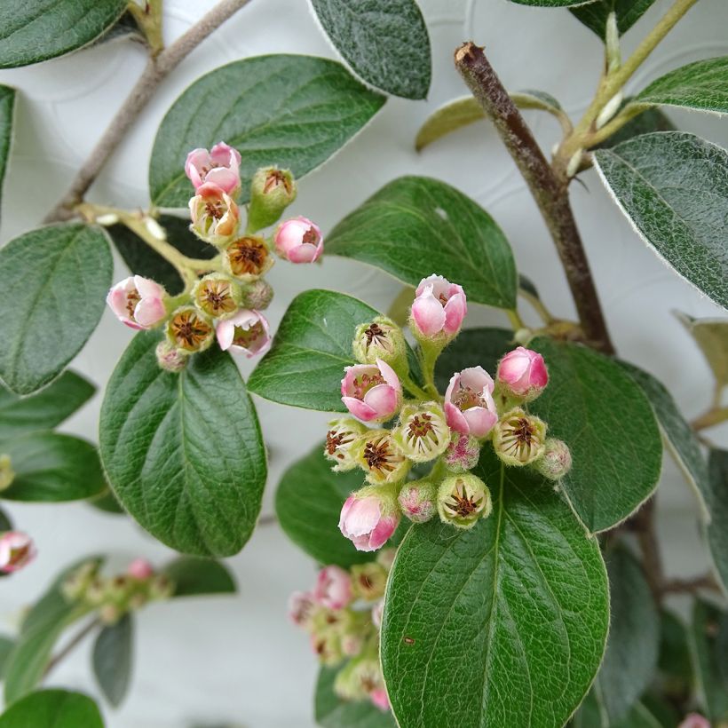 Cotoneaster franchetii - Cotonéastre de Franchet (Flowering)