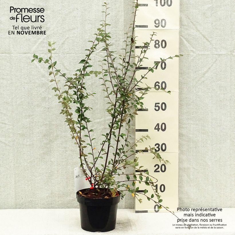 Example of Cotoneaster franchetii - Cotonéastre de Franchet Pot de 2L/3L as you get in automne