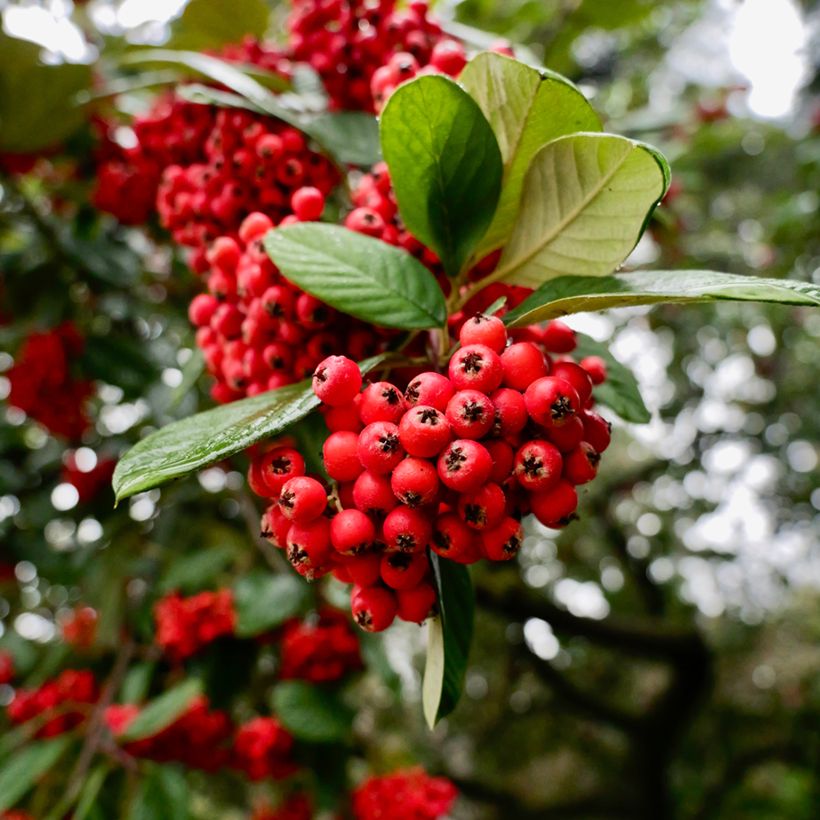 Cotoneaster lacteus - Cotonéaster laiteux (Harvest)