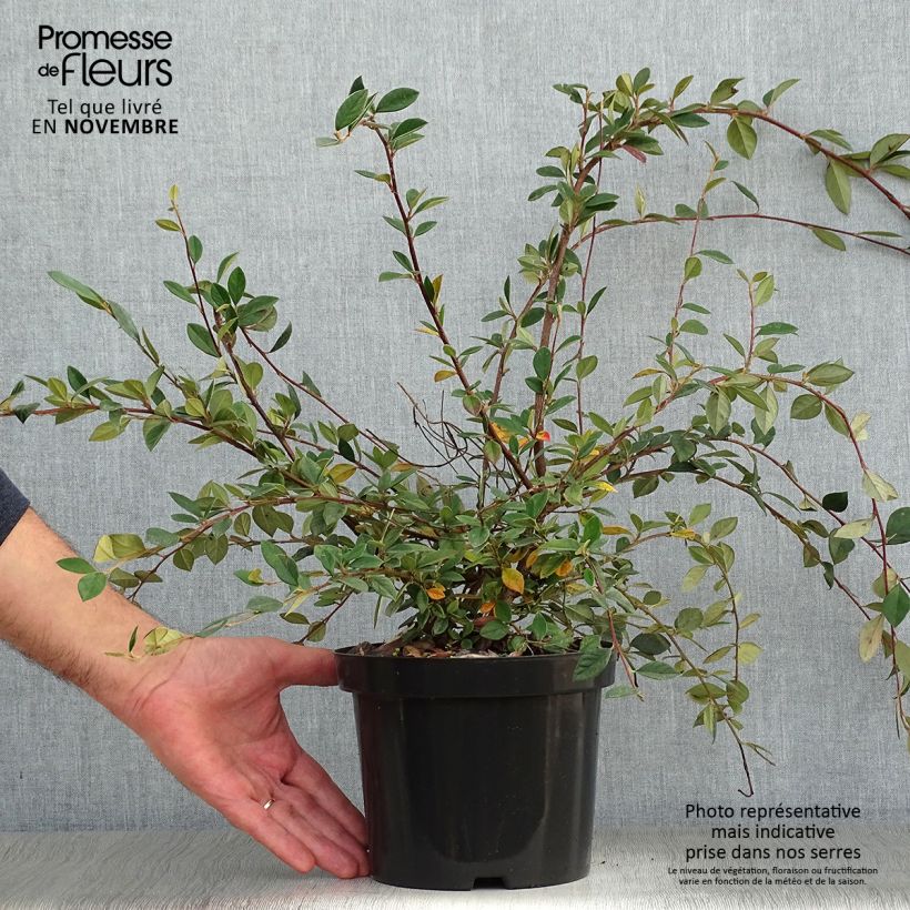 Example of Cotoneaster lacteus - Cotonéaster laiteux Pot de 2L/3L as you get in automne