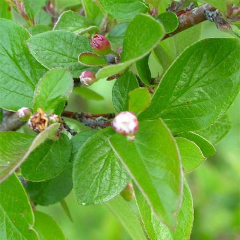 Cotoneaster lucidus  (Foliage)