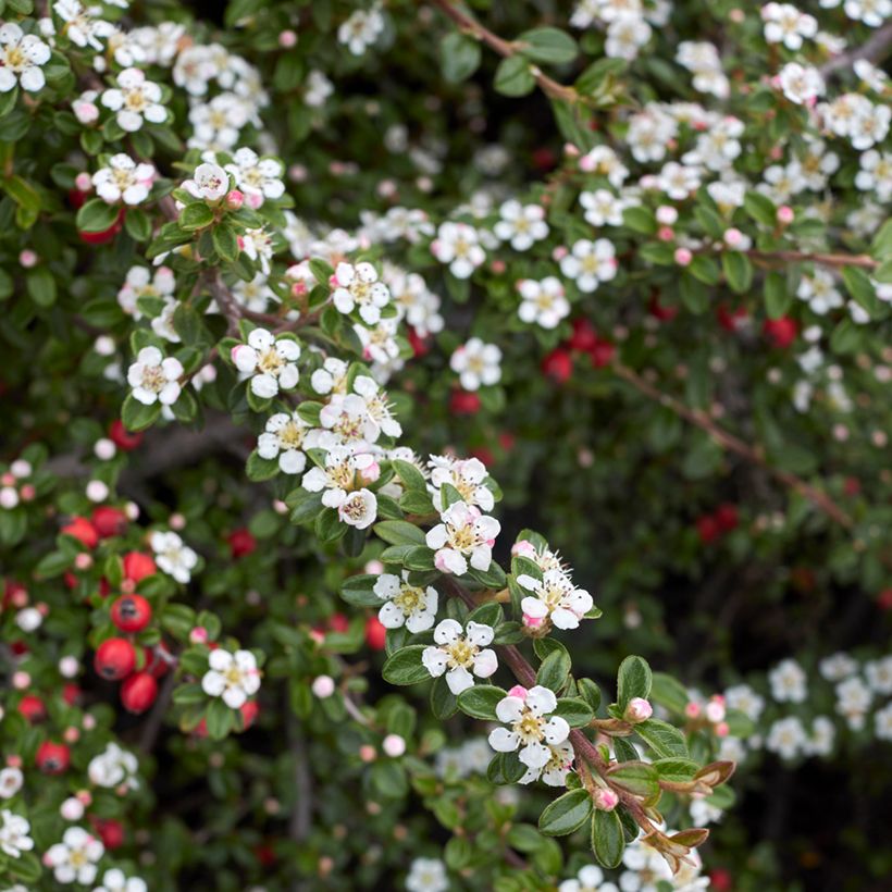 Cotoneaster microphyllus - Cotonéaster à petites feuilles (Flowering)