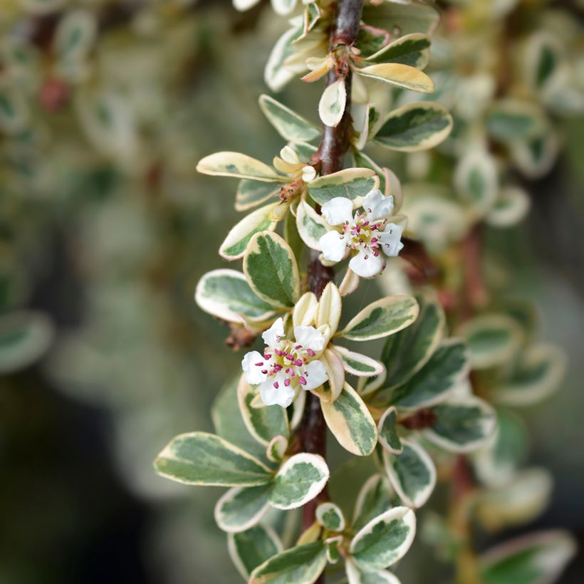 Cotoneaster suecicus Juliette (Flowering)