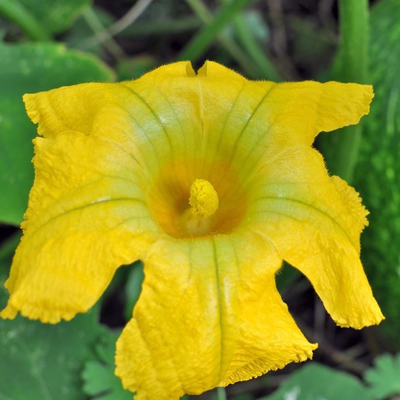 Courge de Siam Bio - Ferme de Sainte Marthe (Flowering)
