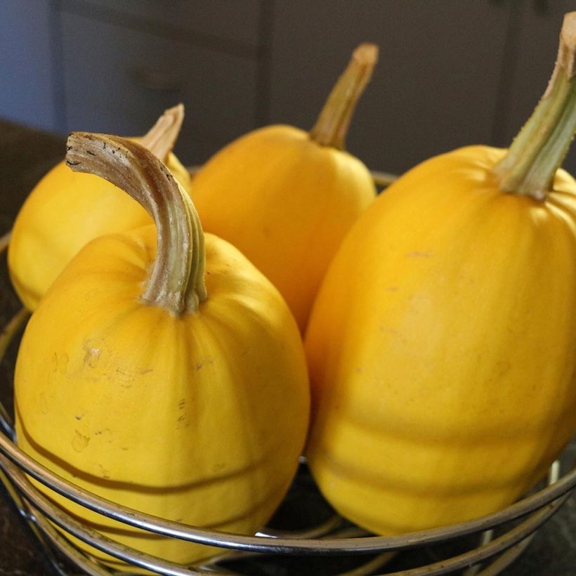 Courge spaghetti végétal en plants (Harvest)