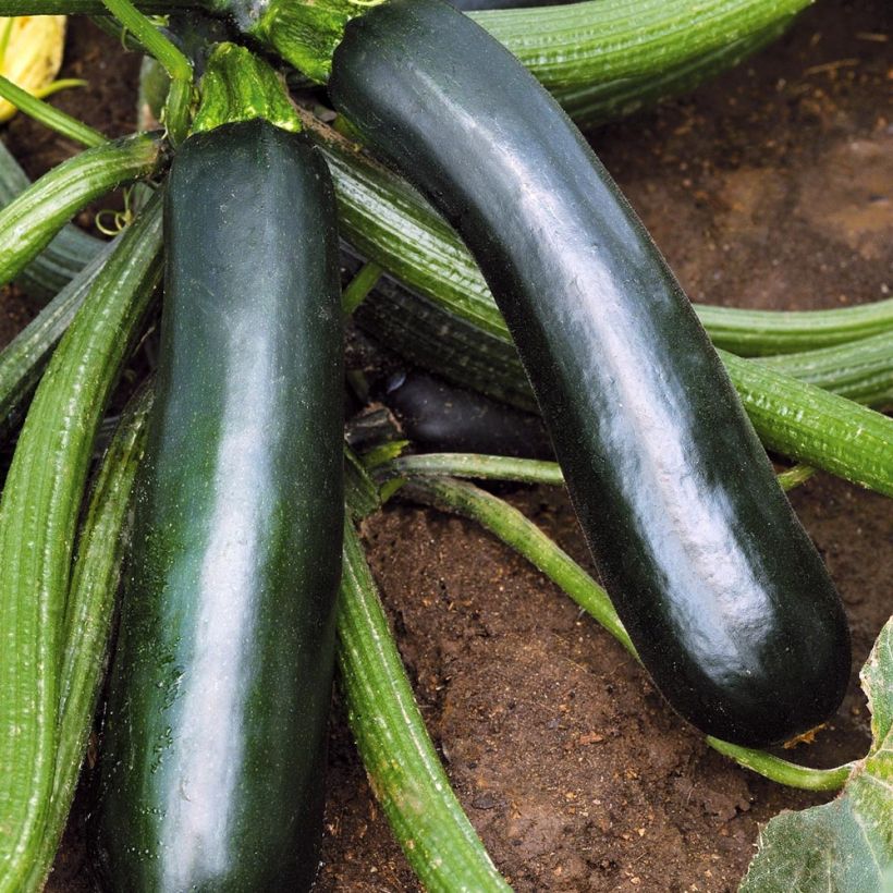 Courgette Easy Pick Green F1 en plants (Harvest)