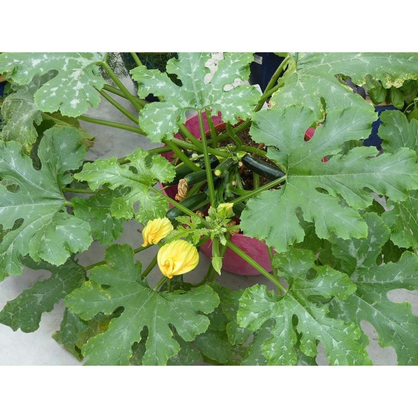 Courgette Easy Pick Green F1 en plants (Plant habit)