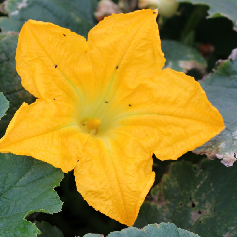 Courgette Lingodor F1 jaune (Flowering)