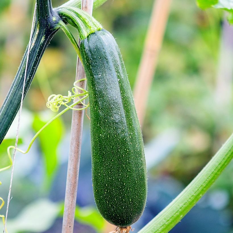Courgette Ola Escaladora F1 BIO grimpante (Harvest)