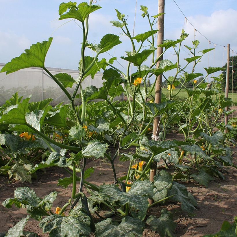 Courgette Ola Escaladora F1 BIO grimpante (Plant habit)