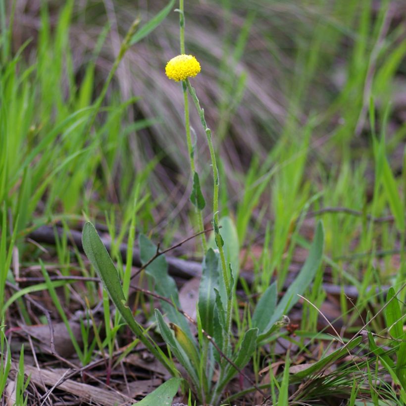 Craspedia Baguette de tambour NT  (Plant habit)