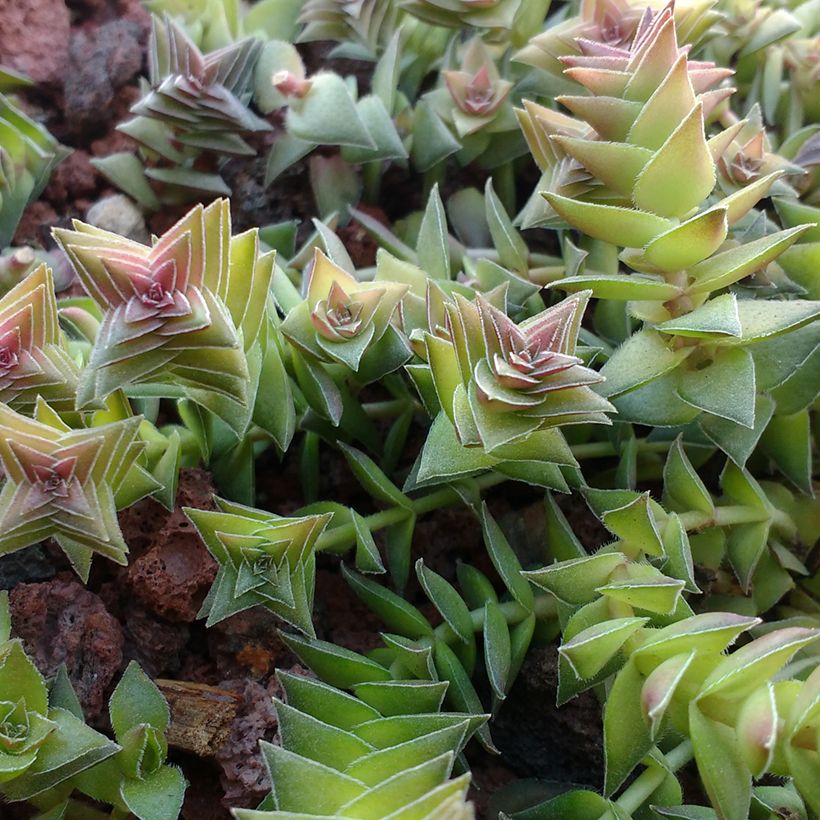 Crassula capitella (Foliage)