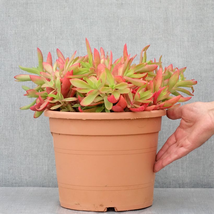 Example of Crassula capitella Pot de 7,5L/10L as you get in automne