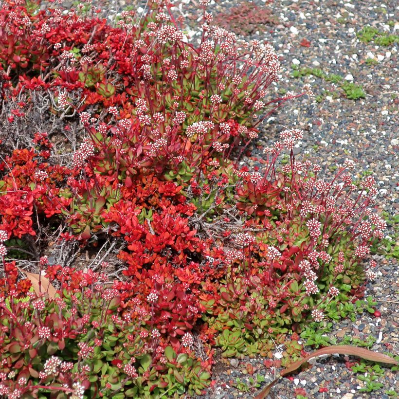 Crassula radicans Small Red - Carpette rouge (Plant habit)