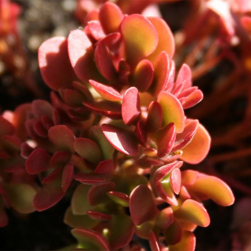 Crassula radicans Small Red - Carpette rouge (Foliage)